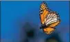  ?? SHMUEL THALER — SANTA CRUZ SENTINEL ?? A monarch butterfly wings through Lighthouse Field in Santa Cruz on Wednesday.