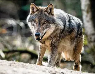  ?? Foto: Patrick Pleul ?? Ein Wolf läuft in seinem Gehege im Wildpark Schorfheid­e in Groß Schönebeck umher.