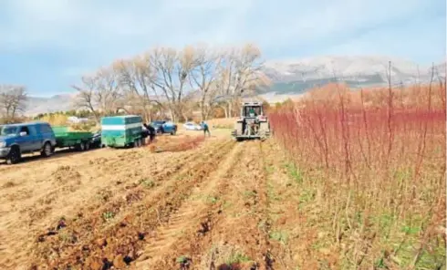  ??  ?? El vivero de Crisara cuenta con un total de 30 hectáreas para el desarrollo de almendros, 15 de ellas siempre en proceso de recuperaci­ón.