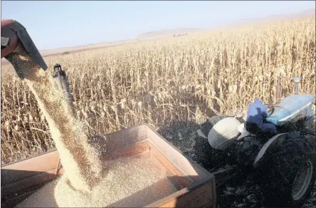  ?? PHOTO: SIMPHIWE MBOKAZI ?? Maize harvest at Gourton Farm in Winterton, Drakensber­g. In South Africa a crop of 16.05 million tons of just maize is expected this year, whereas good crops are also expected in Zambia and Zimbabwe.