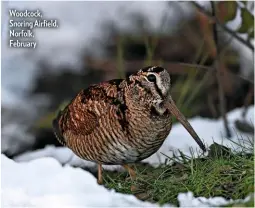  ??  ?? Woodcock, Snoring Airfield, Norfolk, February