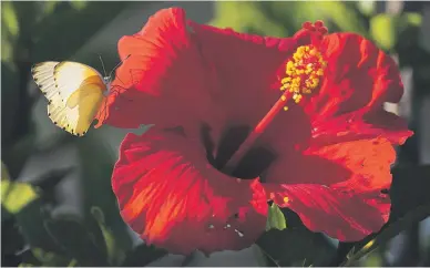  ?? Picture: EPA-EFE ?? A butterfly lands on a Hibiscus in Cape Town. Large swarms of butterflie­s have been seen across the Cape peninsula drinking nectar from flowers in the warm summer weather.