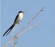  ??  ?? Fork-tailed flycatcher, Tommy Thompson Park in Toronto.