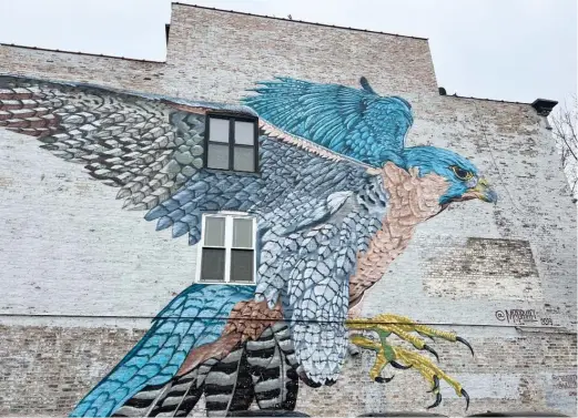  ?? KATIE ANTHONY/SUN-TIMES ?? ABOVE: Justin Suarez’s peregrine falcon portrait is located at 1708 W. Chicago Ave.