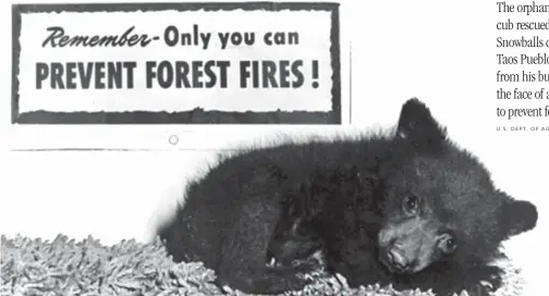  ?? U. S . DEPT. O F AGRICULTUR­E/ FLICKR ?? The orphaned black bear cub rescued by the Snowballs crew from Taos Pueblo who recovered from his burns to become the face of an ad campaign to prevent forest fires.