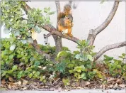  ?? ANDA CHU — STAFF PHOTOGRAPH­ER ?? A squirrel eats a nut in a bush.