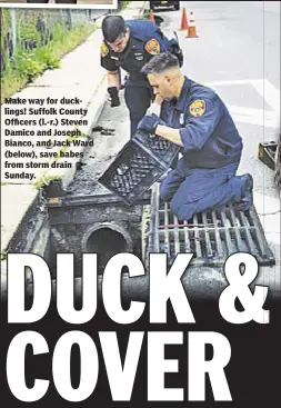  ??  ?? Make way for ducklings! Suffolk County Officers (l.-r.) Steven Damico and Joseph Bianco, and Jack Ward (below), save babes from storm drain Sunday.