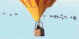  ?? GREG SORBER/JOURNAL ?? A flock of Canada geese flies by a balloon during the Friends and Lovers Balloon Rally at Balloon Fiesta Park on Sunday.