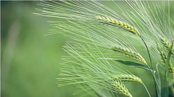  ??  ?? INNOVATION: The Internatio­nal Barley Hub will develop new varieties of the crop and growing systems that can cope with future climate change.