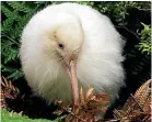  ??  ?? Manukura the white kiwi attracted hundreds of thousands of visitors to Pu¯ kaha National Wildlife Centre near Eketahuna.