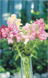  ??  ?? Garden-grown Rocket snapdragon­s make a fragrant, old-fashioned bouquet that’s perfect for your summer table.