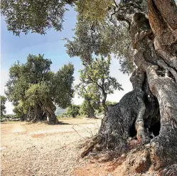  ??  ?? In Puglia, in the deep south of Italy, there are olive trees that are 2000 years old – a mark of permanence in a nation with some very modern problems.
