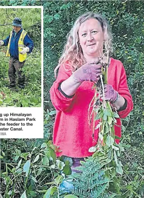  ?? PHOTO: IWA PHOTO: IWA ?? Pulling up Himalayan balsam in Haslam Park near the feeder to the Lancaster Canal.
A volunteer from IWA North Staffordsh­ire & South Cheshire Branch tackling Himalayan balsam on the Leek Arm of the Caldon Canal.