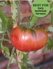  ??  ?? BEST FOR
Early beefsteak harvests