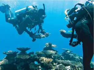  ?? DAVID MAURICE SMITH/THE NEW YORK TIMES ?? Scientists collect coral samples from the Great Barrier Reef off Queensland, Australia. Australian Institute of Marine Science researcher­s are studying what few corals that clung to life amid a recent die-off.