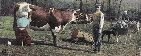  ?? PHOTO : AKG-IMAGES / ARKIVI ?? La traite d’une vache Normande.