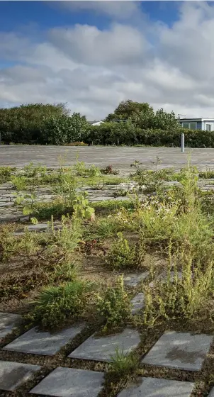  ??  ?? GRÖN STENYTA. Några av parkerings­platserna längs Klitterväg­en har nästan för-vandlats till grönytor. Även i rabatterna frodas växtlighet som inte borde vara där, konstatera­r Conrad Oleryd.