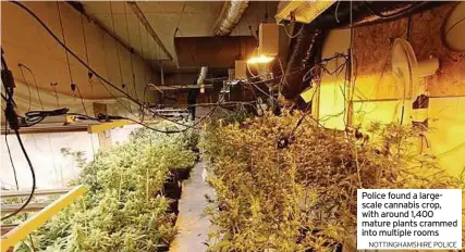  ?? NOTTINGHAM­SHIRE POLICE ?? Police found a largescale cannabis crop, with around 1,400 mature plants crammed into multiple rooms