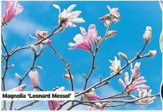  ?? ?? Magnolia ‘Leonard Messel’