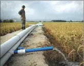  ??  ?? From left: A researcher watches the mixture of seawater and freshwater being pumped into paddy fields. Researcher Yu Meng walks in the muddy fields.