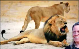  ?? ?? OUTRAGE: Cecil the lion was killed in 2015. Right:
Prof Amy Dickman