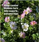  ??  ?? Rosa canina blooms turn into superb autumn hips