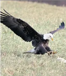  ?? PHOTOS: ANDREW VAUGHAN/THE CANADIAN PRESS ?? A bald eagle grabs a chicken carcass left to attract raptors in a field in Sheffield Mills, N.S.