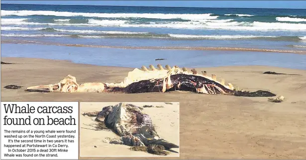  ??  ?? The remains of a young whale were found washed up on the North Coast yesterday.
It’s the second time in two years it has happened at Portstewar­t in Co Derry.
In October 2015 a dead 30ft Minke Whale was found on the strand.