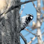  ??  ?? Downy woodpecker seen Jan. 18 at Barr Lake State Park near Brighton.