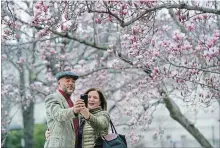  ?? CLIFF OWEN THE ASSOCIATED PRESS ?? Crocuses, cherry trees, magnolia trees were blooming several weeks early in Washington because of an unusually warm February in 2017.