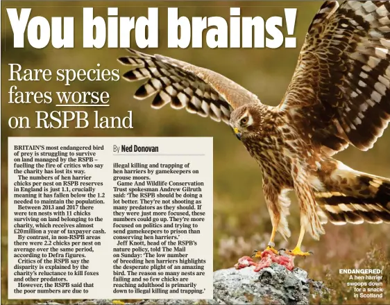  ?? ?? ENDANGERED: A hen harrier swoops down for a snack in Scotland