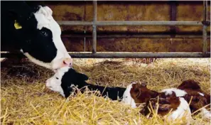  ??  ?? Newborns: The image of the triplets which enraged vegan activists