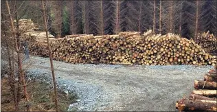  ??  ?? Forest have received its first thinning, timber stacked roadside for haulage to the different timber buyers.