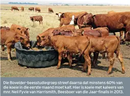  ??  ?? Die Bovelder-beesstudie­groep streef daarna dat minstens 60% van die koeie in die eerste maand moet kalf. Hier is koeie met kalwers van mnr. Neil Fyvie van Harrismith, Beesboer van die Jaar-finalis in 2013.