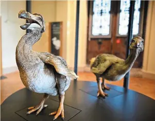  ?? | PHOTO : MNHN - JEAN-CHRISTOPHE DOMENECH ?? Ceux dodos ont été installés dans la vitrine vendredi.