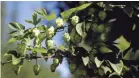  ?? PHOTOS BY SARAH KLOEPPING/USA TODAY NETWORK-WISCONSIN ?? Below: Hops cones are beginning to appear on some of the 22 acres of 18-foot-tall plants on Bill Arendt’s farm in Nekoosa.