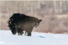  ?? ROB EVANS ?? A photo taken Dec. 22 shows a small black bear nicknamed Russell in a field west of Calgary. The bear hasn’t been spotted since recent cold weather has settled in, but biologists believe he is hibernatin­g.