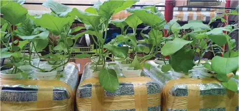  ??  ?? Growing eggplants by using a hydroponic­s system.