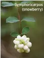  ?? ?? Symphorica­rpos (snowberry)