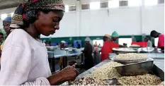  ?? DR ?? Campanha agrícola 2024/2025 aberta quinta-feira em Bissau