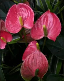  ??  ?? ‘Red Heart’ Anthurium (flamingo flower).