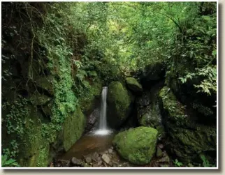  ?? ?? A stream (above photo) flows through a protected forest Aug. 30 in La Union.