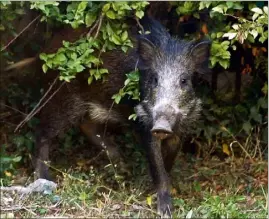  ?? (Photos DR et C. Cz.) ?? Les sangliers n’apprécient apparemmen­t pas du tout l’odeur âcre de l’huile de cade ! Un procédé  % naturel.