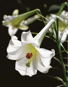  ?? John Everett ?? The Philippine lily, or Lilium formosanum, trumpets the season with narrow foliage and magnificen­t white blooms.