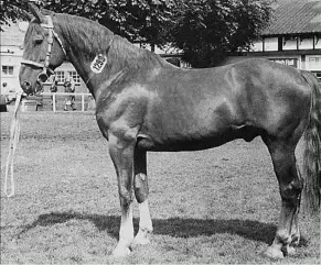  ??  ?? ERRIGAL (ABOVE), SIRE OF KING OF DIAMONDS (BELOW)
Errigal (1953): chestnut Irish Draught stallion by Silvermine­s out of Barogue King of Diamonds (1962): chestnut Irish Draught stallion by Errigal
out of Ruby