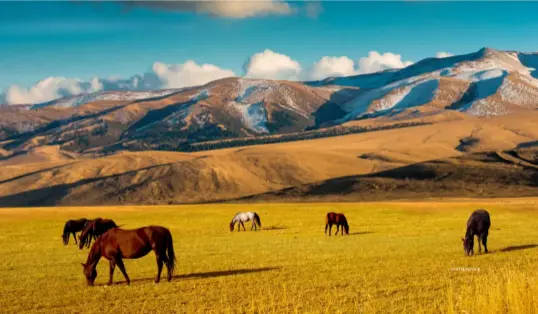  ??  ?? BELOW Horses on a pasture, near Almaty