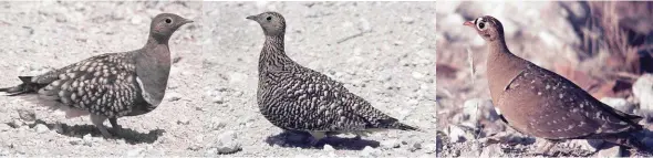  ??  ?? LEFT: Male Namaqua sandgrouse – note the elongated tail-feathers and double chest-band. The under-belly feathers are used to carry water to chicks in the nest up to 50km away. MIDDLE: Female Namaqua sandgrouse – notice all-over speckling and absence of chest-bands. RIGHT: Male double-banded sandgrouse – note the band on the forehead. This subspecies is about 50 grams heavier than the Namaqua sandgrouse.