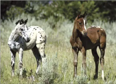  ??  ?? HEREDITY: Researcher­s found that horses who carry two copies of the genes that produce spotted coat patterns are more susceptibl­e to uveitis, an inflammato­ry eye condition that can lead to blindness.