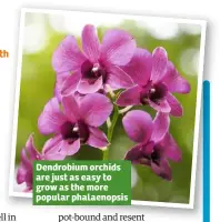  ??  ?? Dendrobium orchids are just as easy to grow as the more popular phalaenops­is
