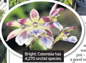  ??  ?? Bright: Colombia has 4,270 orchid species